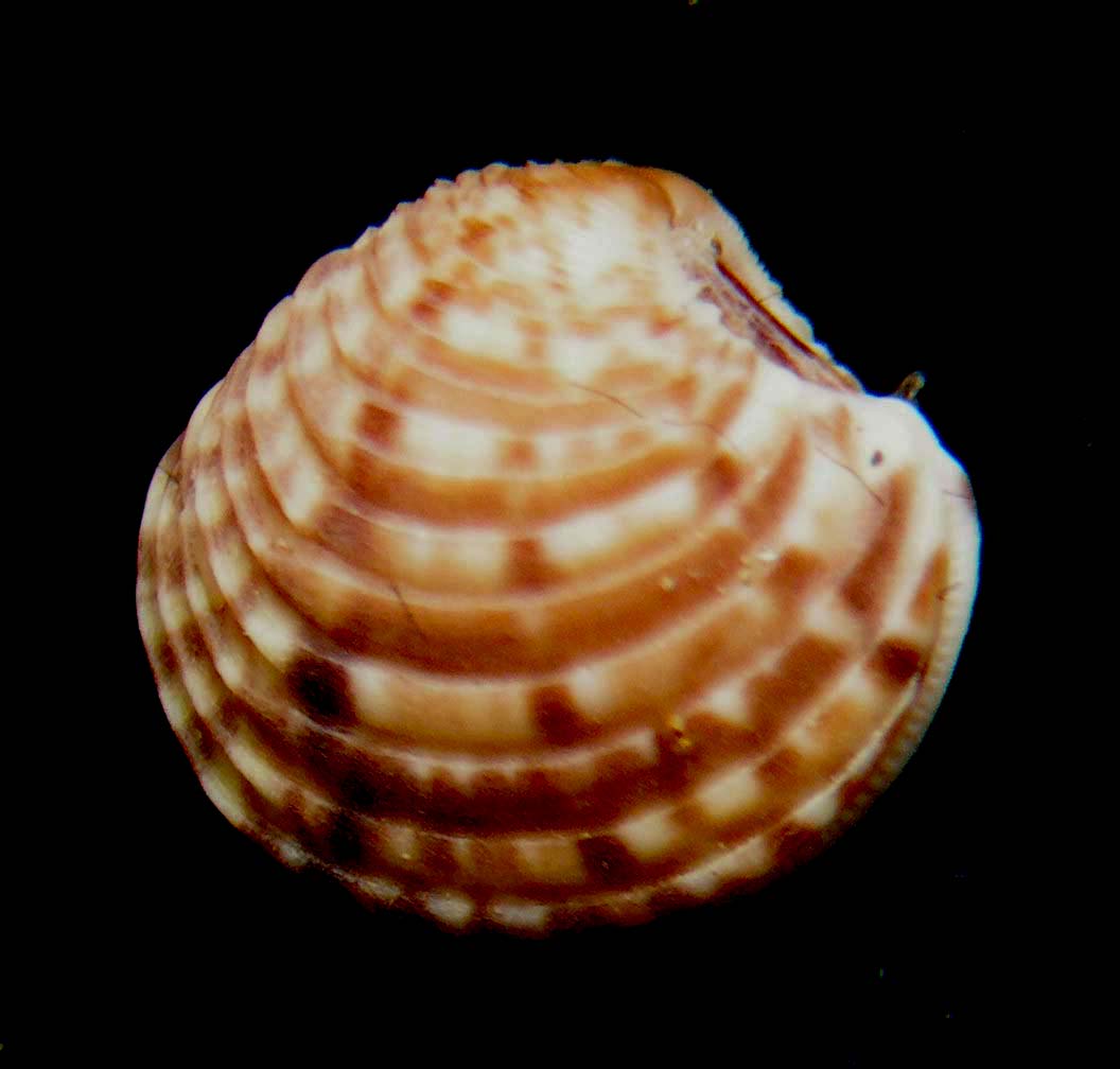 bivalve